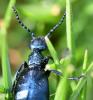 Meloe violaceus